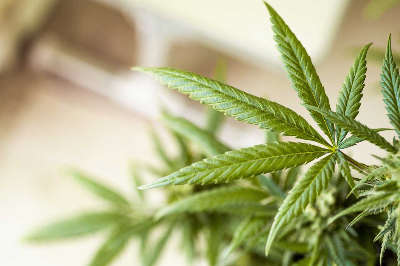 Cannabis